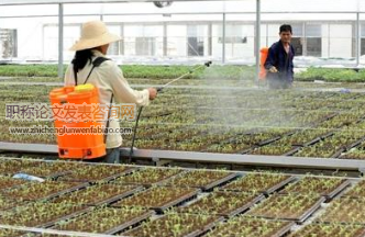 蔬菜模塊化基質栽培箱的創新設計與應用模式