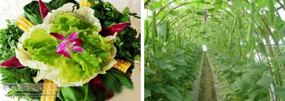 淺談大棚蔬菜種植技術及病蟲害防治策略