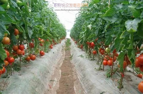 我國生態(tài)農(nóng)業(yè)歷史中利用植物輔助效應(yīng)的實(shí)踐
