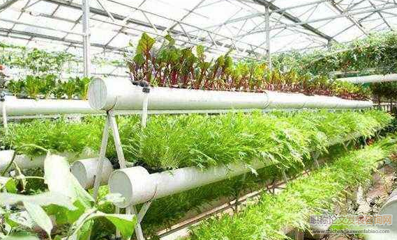 無公害蔬菜種植技術(shù)的推廣與應(yīng)用