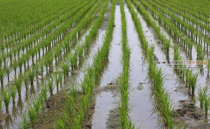 花前、花后遮陰對秈粳雜交稻產量形成特性的影響