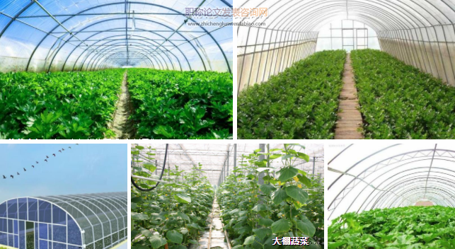 蔬菜大棚種植技術的分析