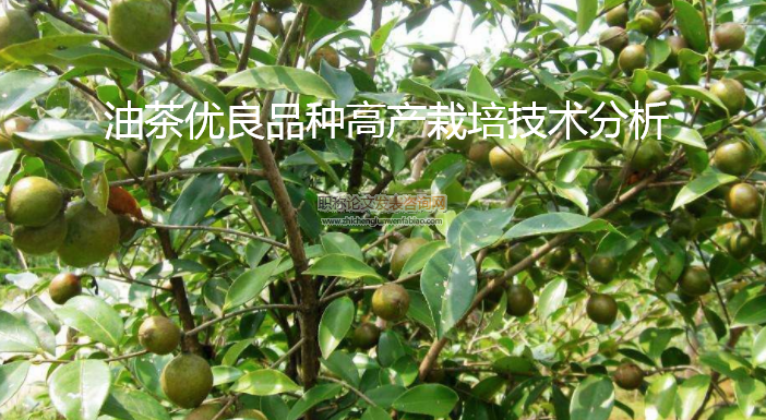 油茶優良品種高產栽培技術分析