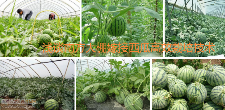 淺談南方大棚嫁接西瓜高效栽培技術