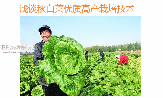 淺談秋白菜優(yōu)質(zhì)高產(chǎn)栽培技術(shù)