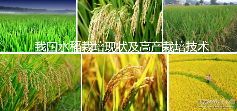 我國水稻栽培現狀及高產栽培技術