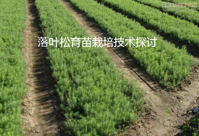 落葉松育苗栽培技術探討