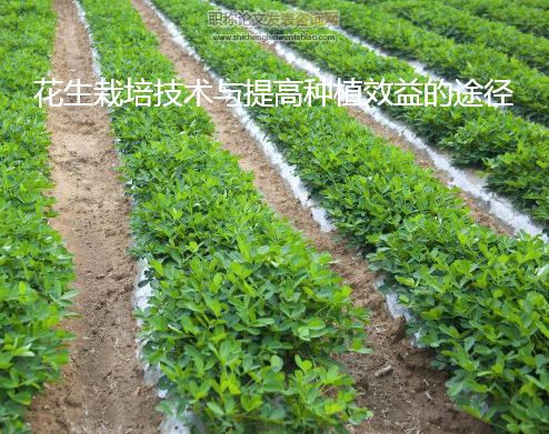 花生栽培技術(shù)與提高種植效益的途徑