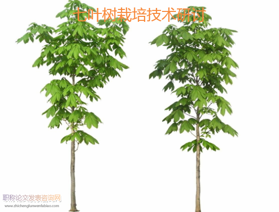 七葉樹栽培技術研討