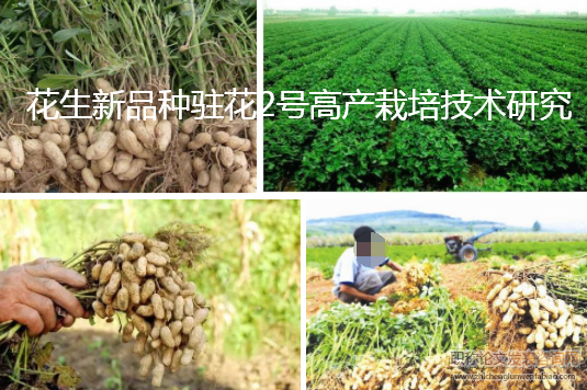 花生新品種駐花2號高產栽培技術研究