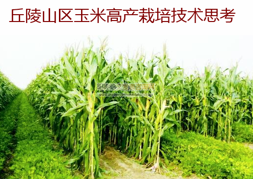 丘陵山區玉米高產栽培技術思考