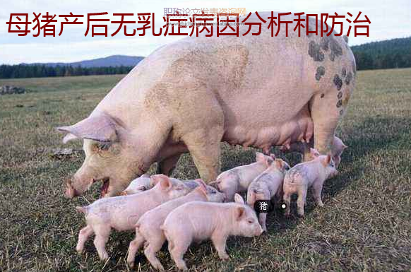 母豬產(chǎn)后無(wú)乳癥病因分析和防治