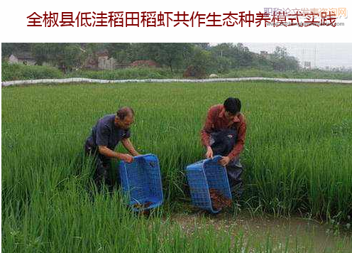 全椒縣低洼稻田稻蝦共作生態種養模式實踐