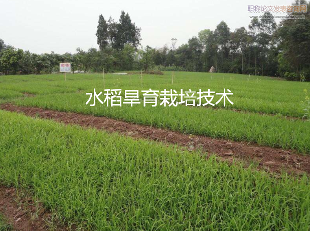 水稻旱育栽培技術