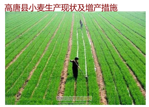 高唐縣小麥生產現狀及增產措施