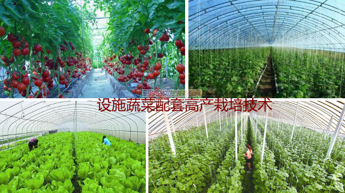 設施蔬菜配套高產栽培技術
