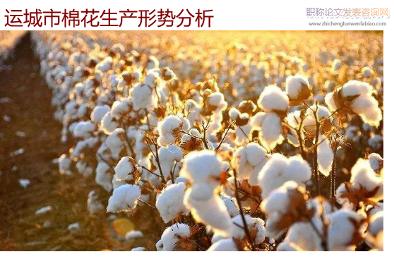 運城市棉花生產形勢分析