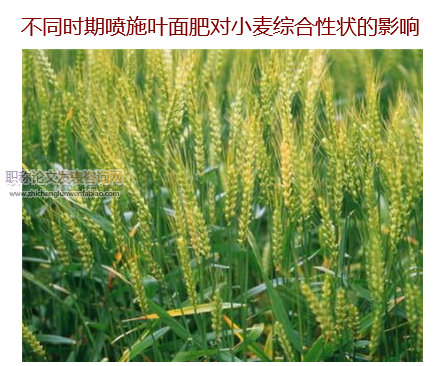 不同時期噴施葉面肥對小麥綜合性狀的影響