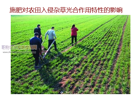 施肥對(duì)農(nóng)田入侵雜草光合作用特性的影響