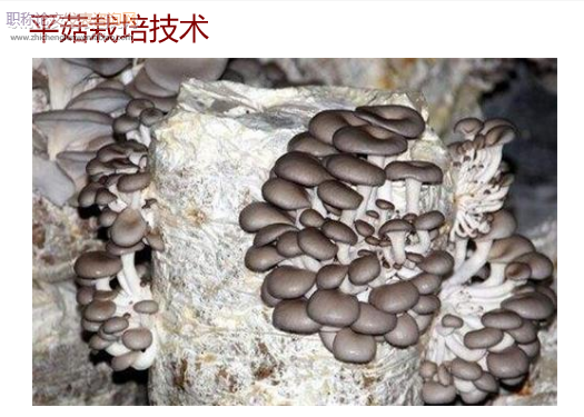 平菇栽培技術