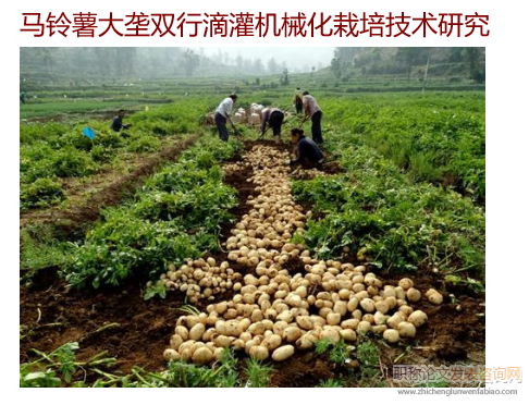 馬鈴薯大壟雙行滴灌機械化栽培技術研究
