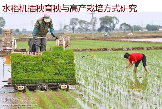 水稻機插秧育秧與高產栽培方式研究