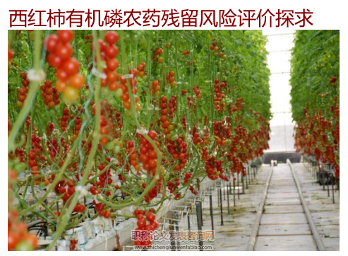 西紅柿有機磷農藥殘留風險評價探求