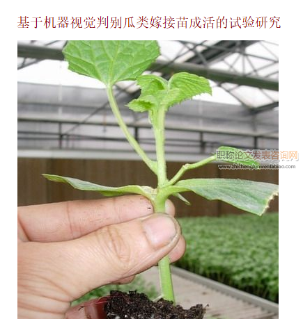 基于機器視覺判別瓜類嫁接苗成活的試驗研究