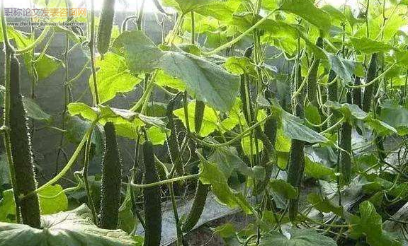 基于植株需光差異特性的設施黃瓜立體光環境智能調控系統