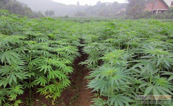 工業大麻種質資源農藝性狀初步評價