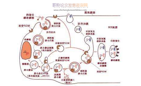 細胞生物學專業論文往哪些期刊投稿