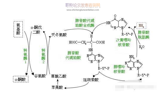N-端修飾提高D-氨基酸氧化酶的表達酶活