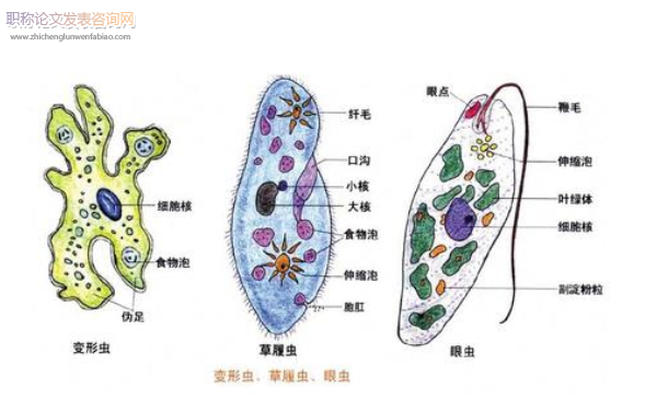 &nbsp;高中生物聰慧課堂拓展活動剖析