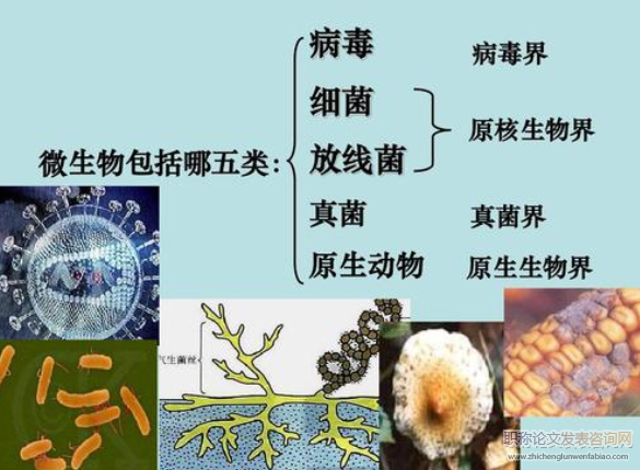 現代教育技術在高中生物教學中的應用研究