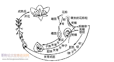 高中生物新課程多媒體教學的運用