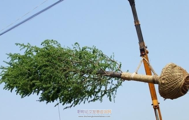 大樹移植技術與養護管理