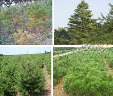 華山松病蟲害防治技術解析