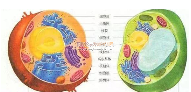淺議實(shí)驗(yàn)教學(xué)法在高中生物教學(xué)中的運(yùn)用