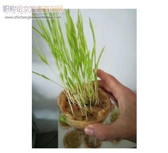 EDTA 與EM 復(fù)合菌劑聯(lián)合對(duì)鉛脅迫下黑麥草種子萌發(fā)、幼苗生長及鉛吸收的影響