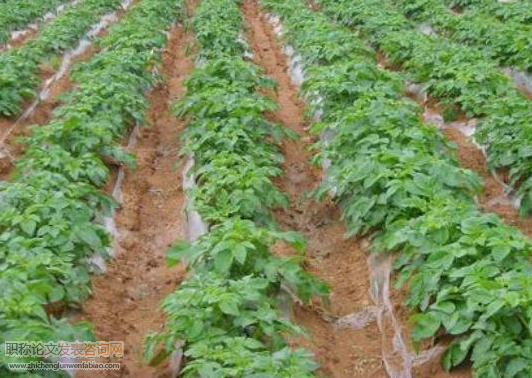 馬鈴薯種植技術推廣策略——以涼山民族地區為例