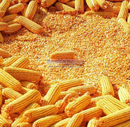 夏玉米籽粒脫水與農(nóng)藝性狀的相關(guān)通徑分析