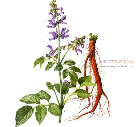 丹參化學(xué)成分及其藥理作用研究進(jìn)展