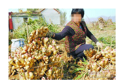 二米膜生姜優質高效栽培技術
