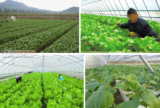 甘肅秦安縣無公害綠色蔬菜種植技術推廣現狀及對策
