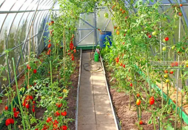 北方大棚蔬菜種植技術的發展現狀及建議分析