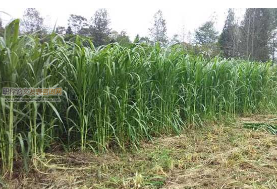 克拉瑪依市巨菌草標準化種植技術(shù)