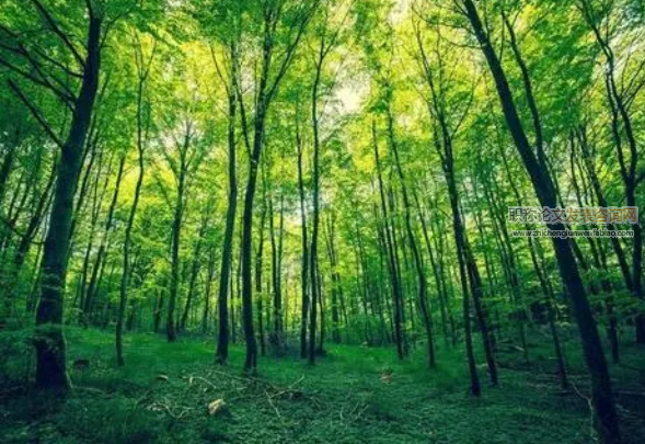 林業技術推廣在生態林業建設中的應用研究