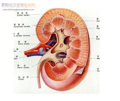 兒童腎盂輸尿管成形術后不同引流方式的比較研究