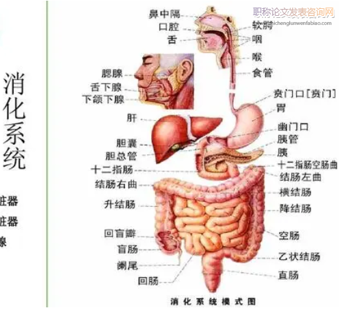 NLRP3炎性小體研究進(jìn)展及與消化系統(tǒng)疾病的關(guān)系