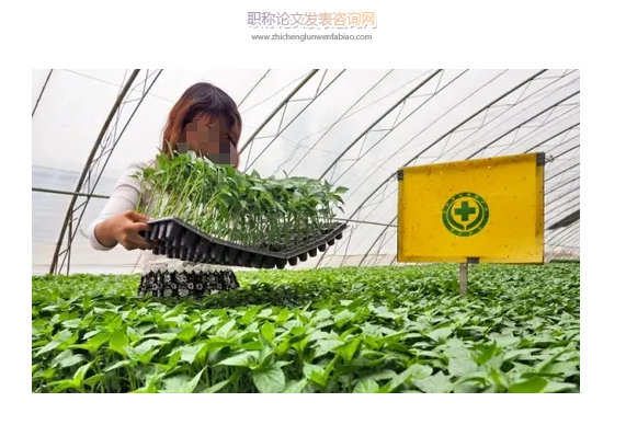 農(nóng)技土肥管理技術(shù)在綠色蔬菜種植中的實(shí)施研究